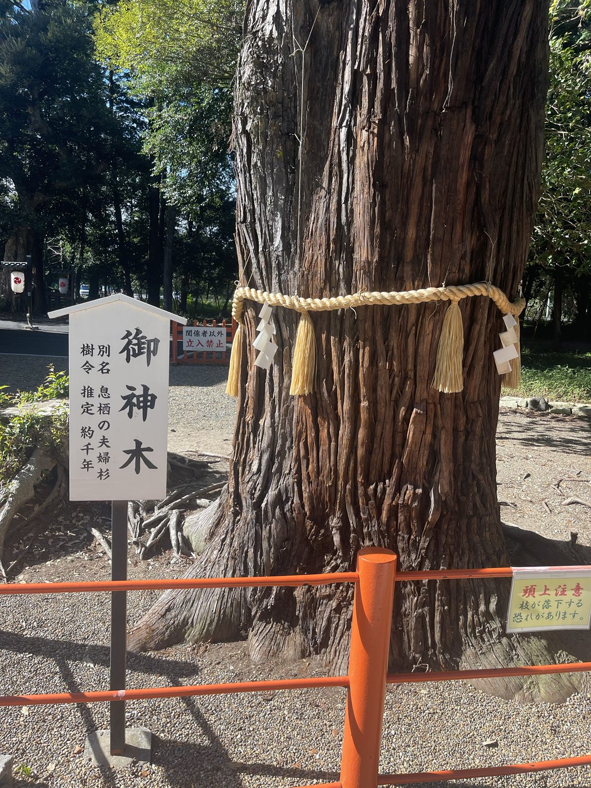 境内の御神木